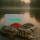 ELBFANG Crankbait Set mit Box | Gewicht 13g | Länge: 7,5cm