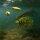Spinnerbait im Einsatz Unterwasserszene mit Hecht im Hintergrund