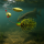 Spinnerbait Set 5 Stück mit Box – 9 cm / 16 g – Doppel-Willow