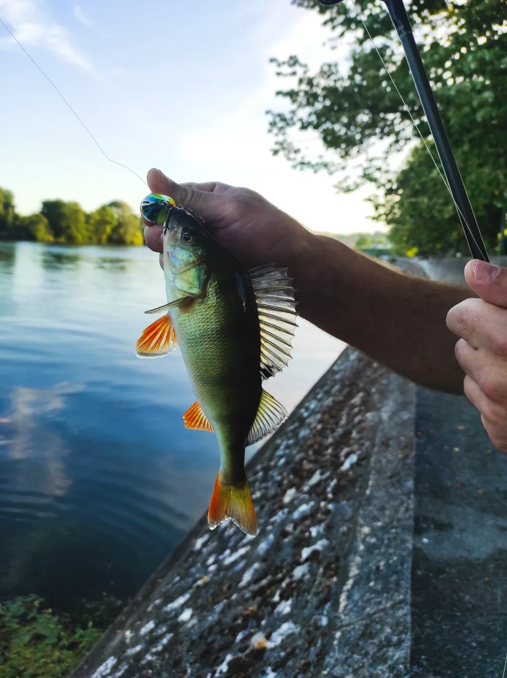 Angler hält einen gefangenen Barsch am Flussufer